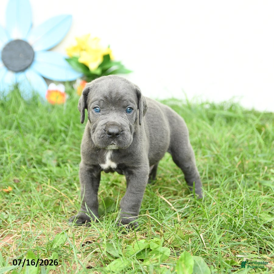 Cane Corso dogs Riggs - Ad 2