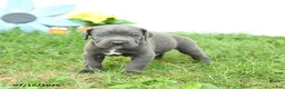 Cane Corso dogs for sale: Riggs - Ad 2