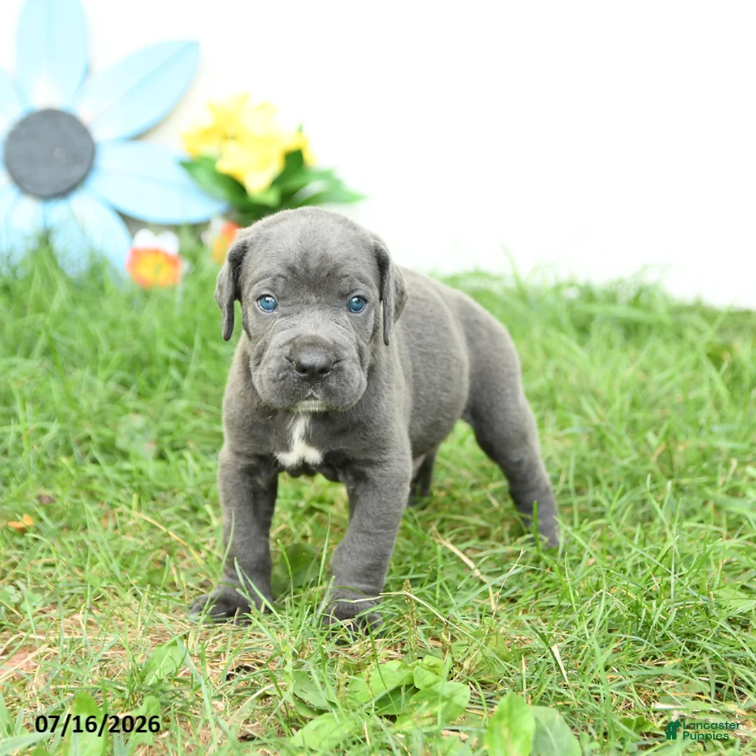 Cane Corso dogs for sale: Riggs - Ad 2