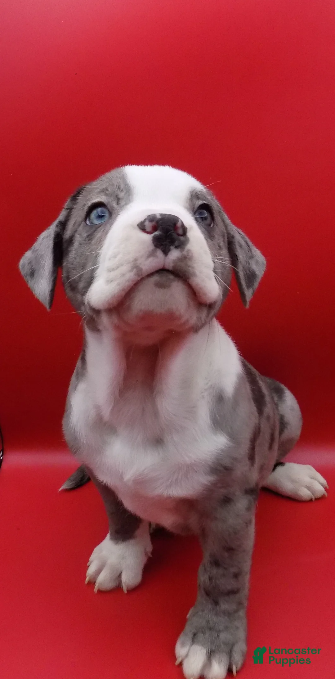 Mixed Breed dogs for sale: Bugs - Ad 1