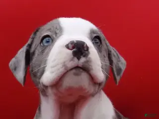 Mixed Breed dogs Bugs - Ad 10