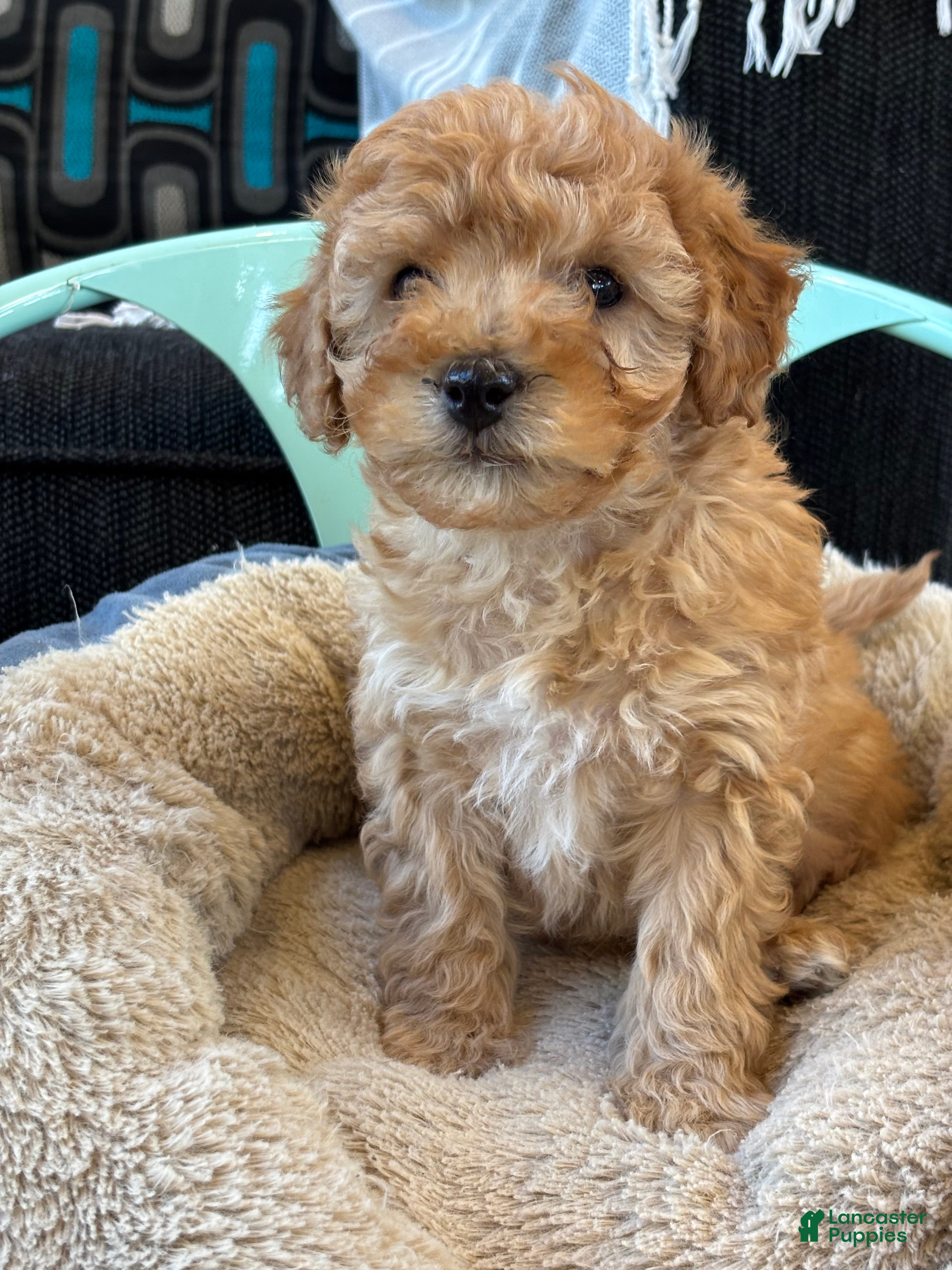 Cavapoo dogs Billy - Ad 1