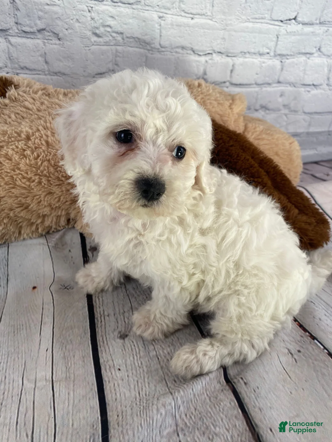 Bichon Frise dogs for sale: Annie - Ad 7