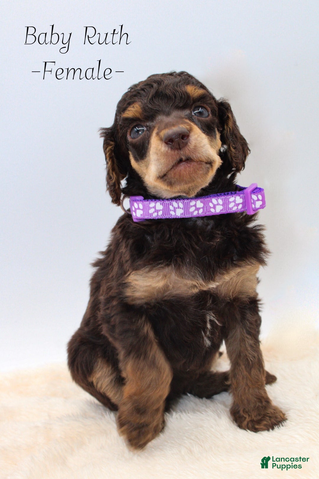 Standard Poodle dogs for sale: Baby Ruth - Ad 1