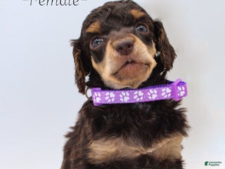 Standard Poodle dogs Baby Ruth - Ad 29