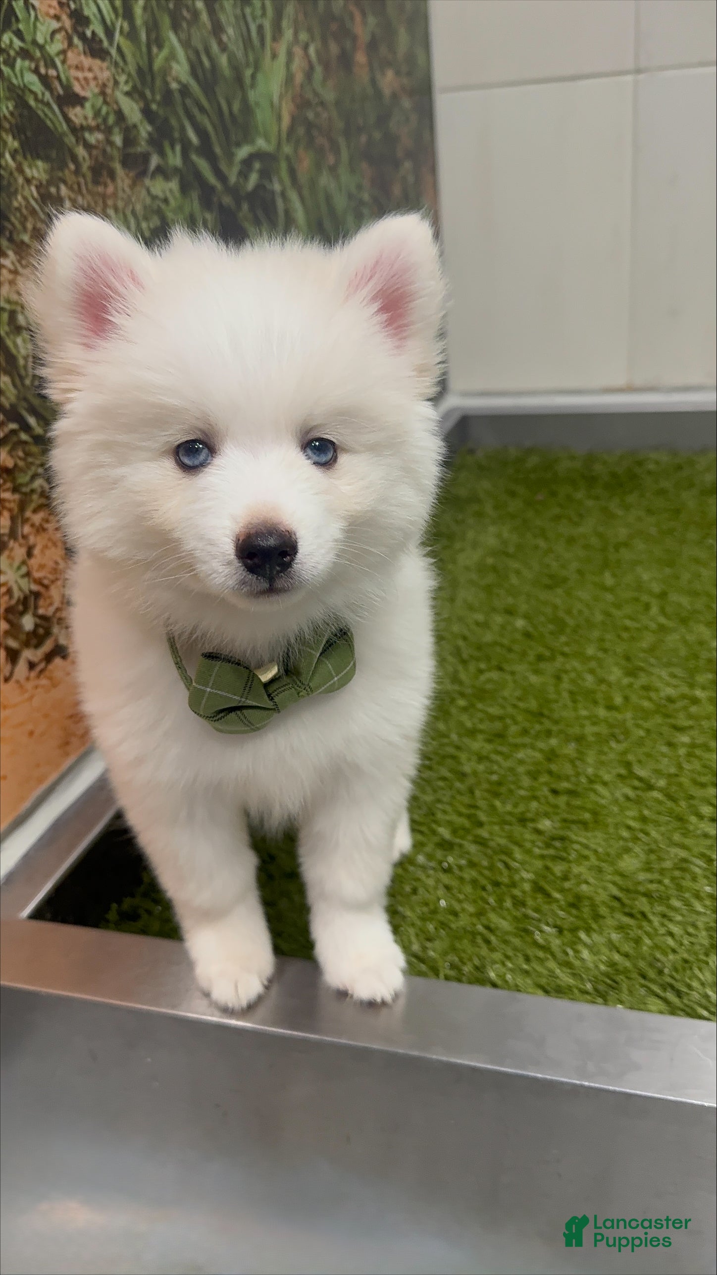 Pomsky dogs Orion - Toy Male Pomsky → The Real-Life Teddy Bear - Ad 1