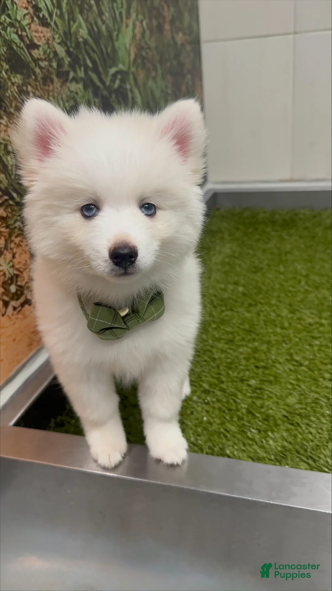 Pomsky dogs for sale: Orion - Toy Male Pomsky → The Real-Life Teddy Bear - Ad 1