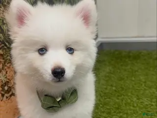Pomsky dogs for sale: Orion - Toy Male Pomsky → The Real-Life Teddy Bear - Ad 3