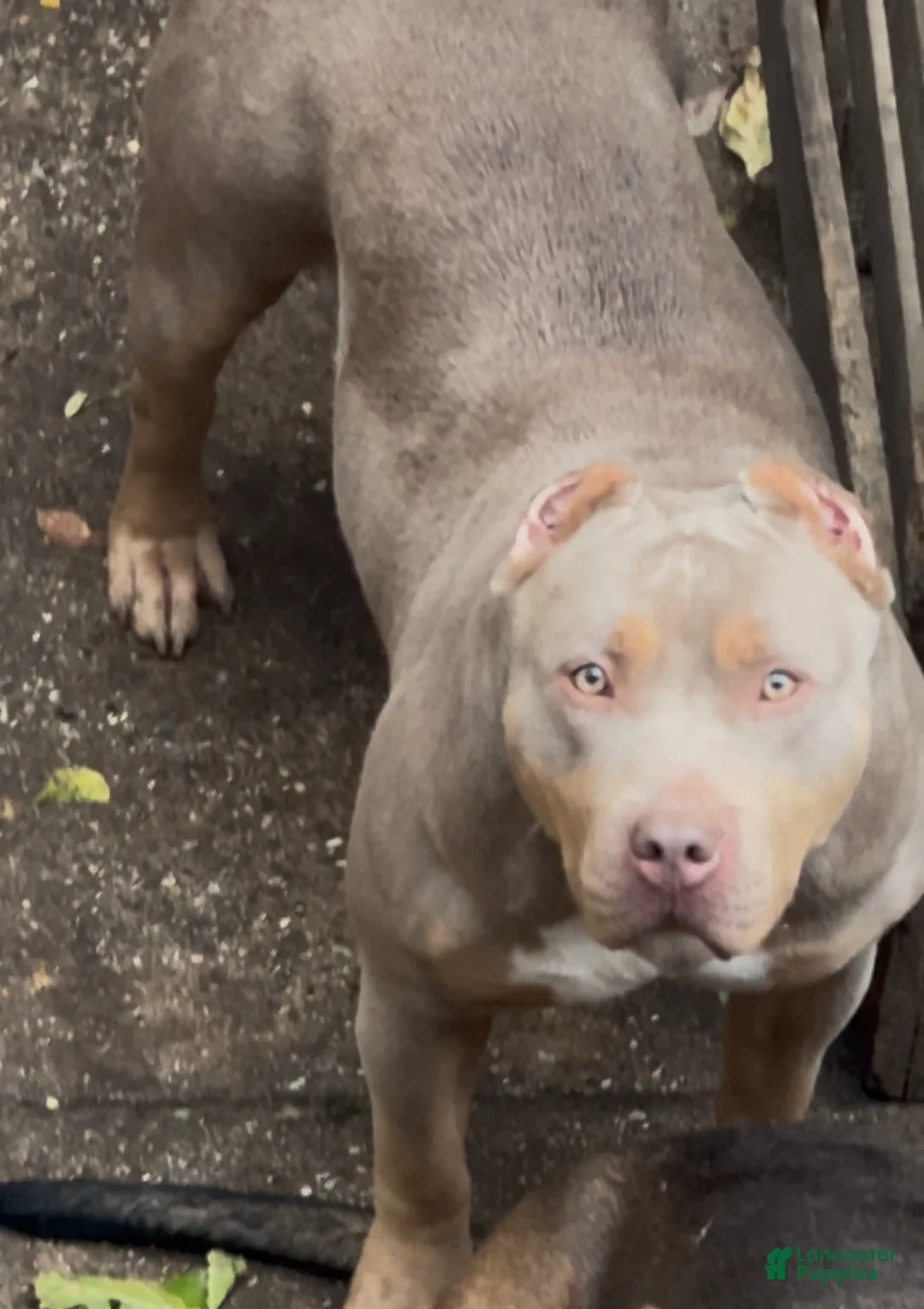 American Bully dogs for sale: Nala - Ad 2