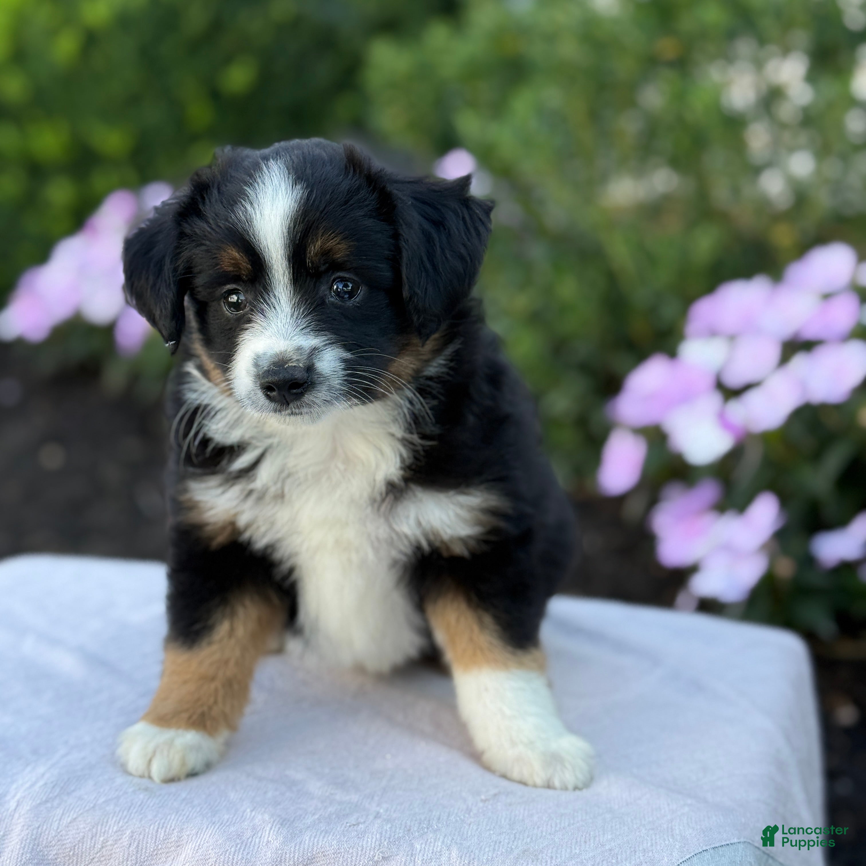 Miniature Australian Shepherd dogs Auggie - Ad 1
