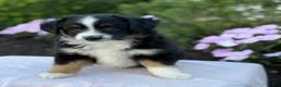 Miniature Australian Shepherd dogs for sale: Auggie - Ad 1