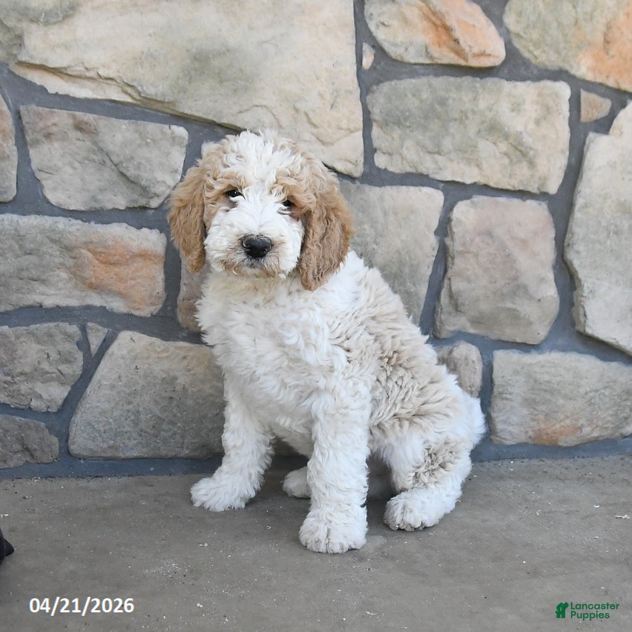 Labradoodle dogs Marble - Ad 1
