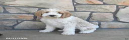 Labradoodle dogs for sale: Marble - Ad 1
