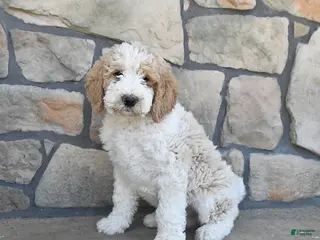 Labradoodle dogs for sale: Marble - Ad 4