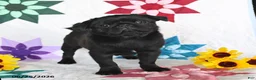 Pug dogs for sale: Blackie - Ad 4