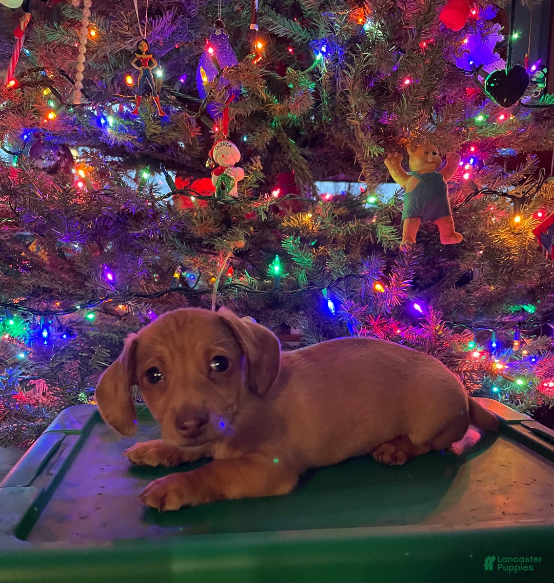 Miniature Dachshund dogs for sale: Manny - Ad 1