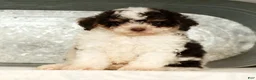 Miniature Poodle dogs for sale: Patches - Ad 5