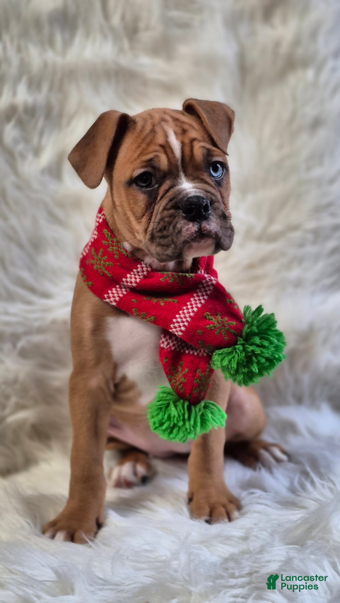 Boxer dogs for sale: Bella  - Ad 2