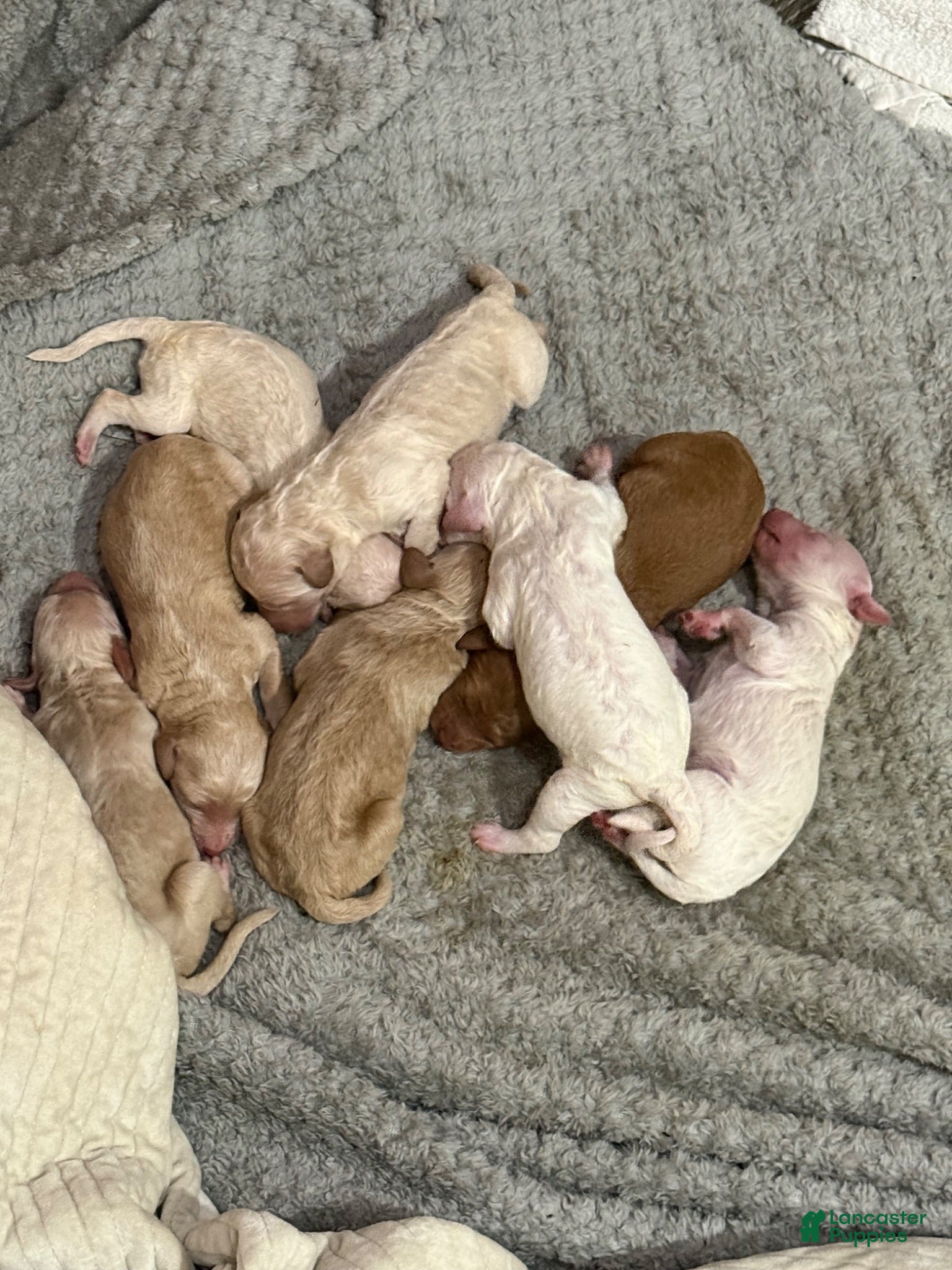Standard Poodle dogs for sale: Standard Poodle 4 - Ad 3