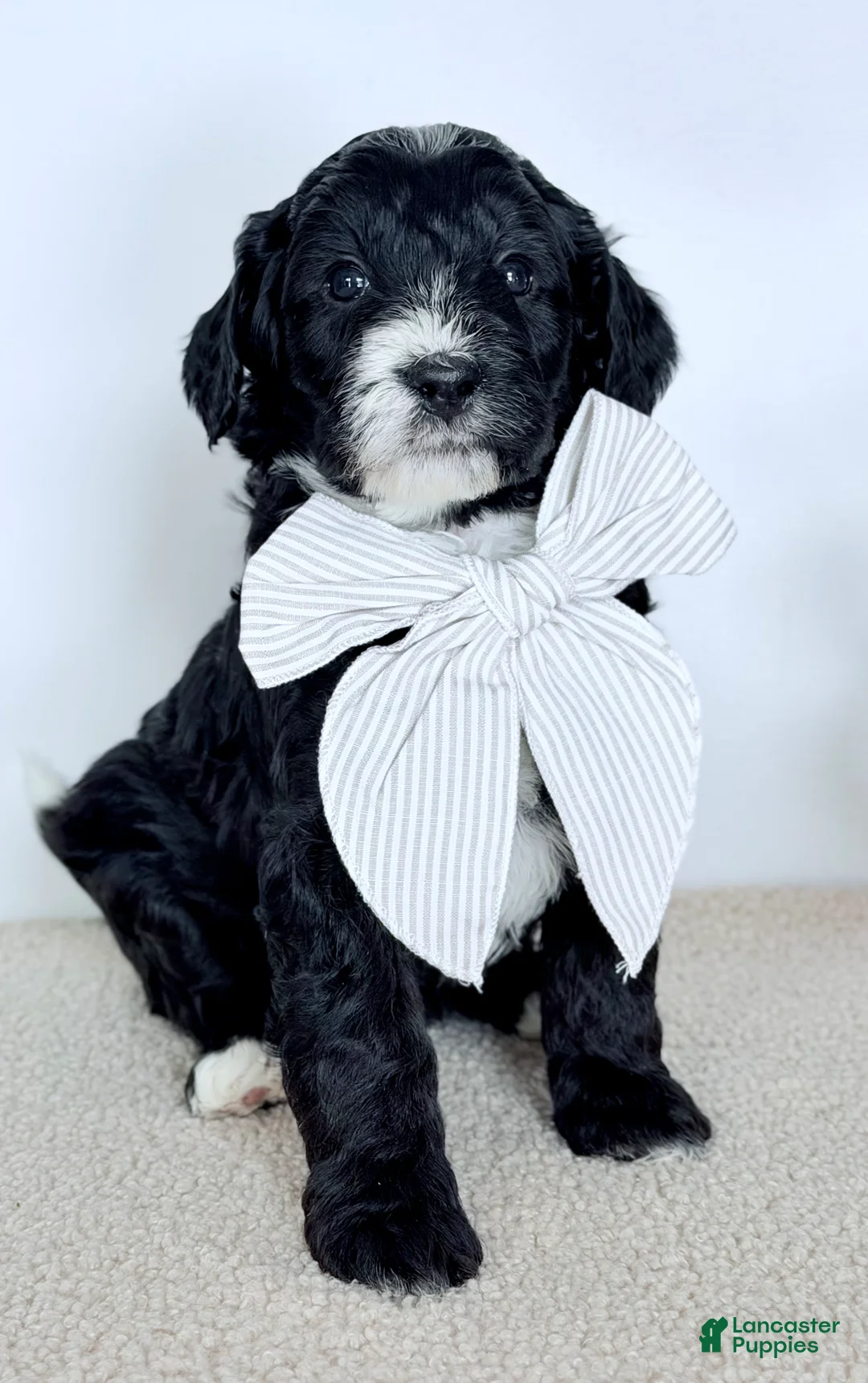 Bernedoodle dogs for sale: Promise  - Ad 2