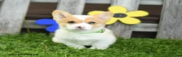 Welsh Corgi Pembroke dogs for sale: Biscuit - Ad 3