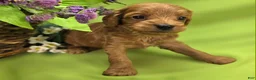 Cavapoo dogs for sale: Grub - Ad 23