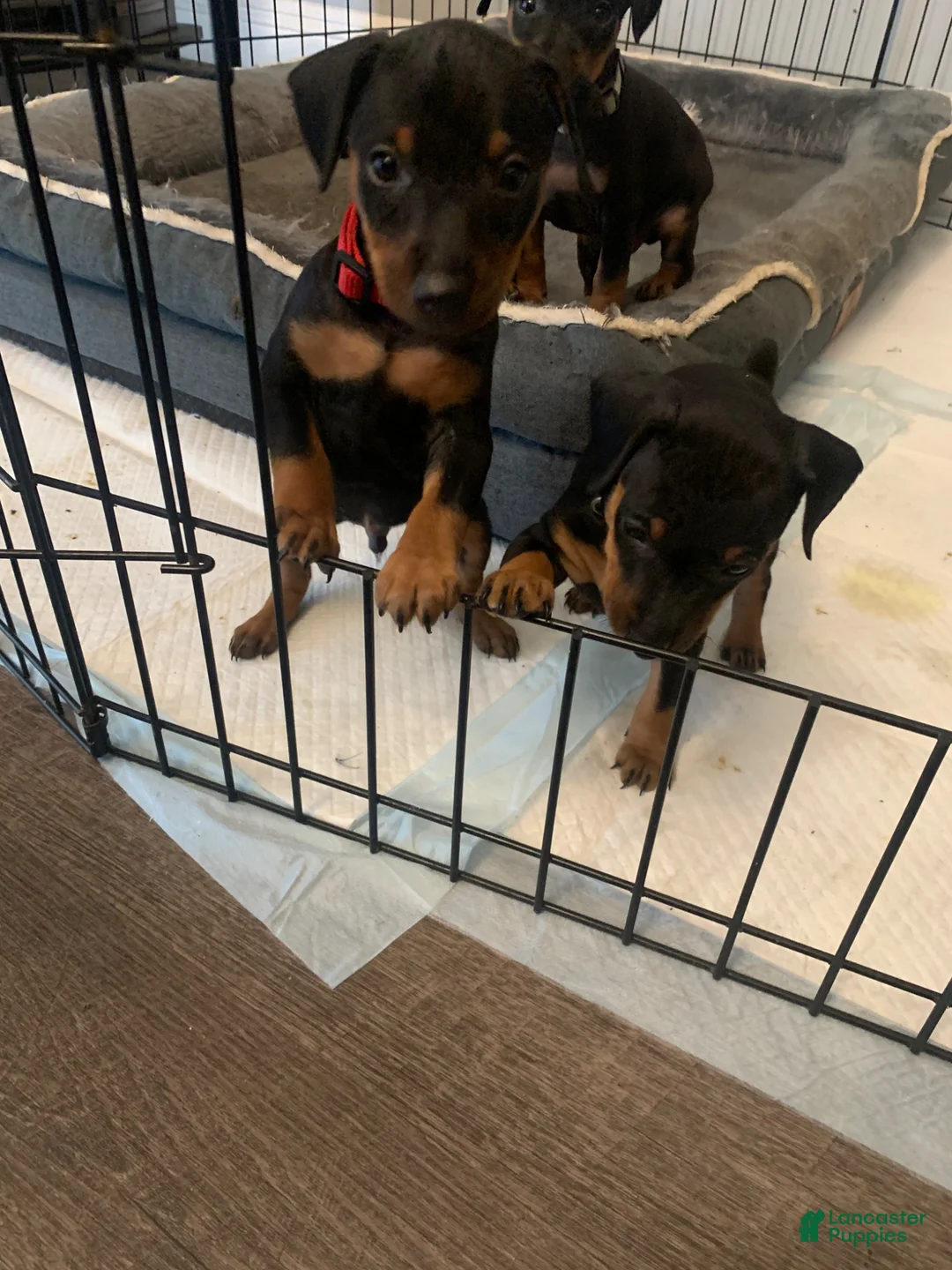 Miniature Pinscher dogs for sale: Joel - Ad 2
