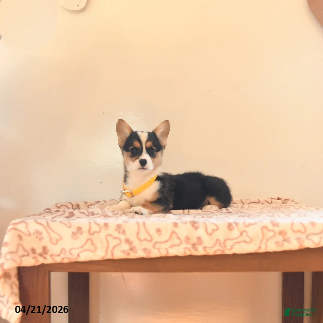 Welsh Corgi Pembroke dogs for sale: Evie - Ad 5