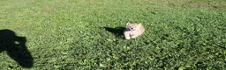Shiba Inu dogs for sale: Boots - Ad 6