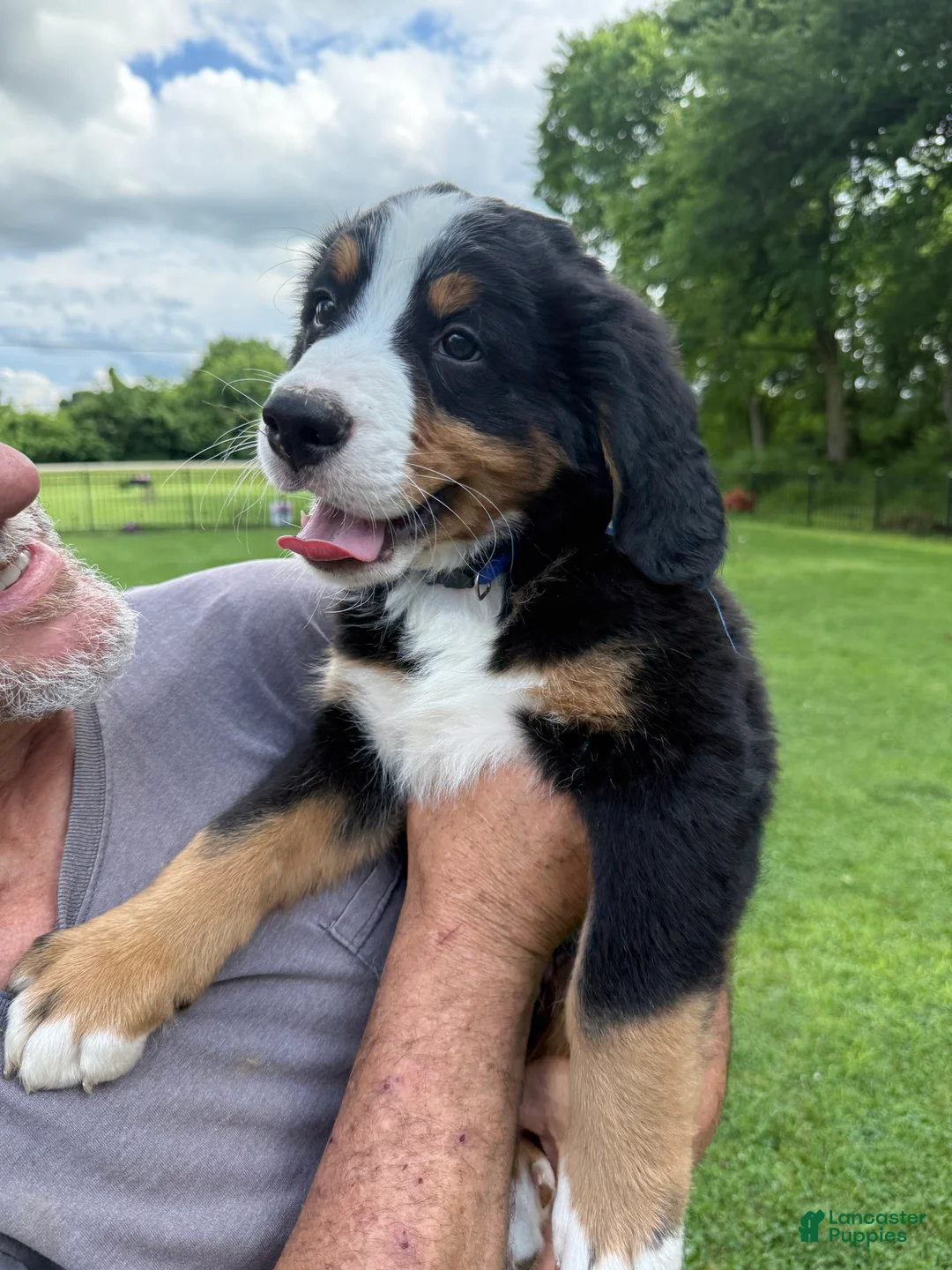 Bernese Mountain Dog dogs for sale: Duke - Ad 2