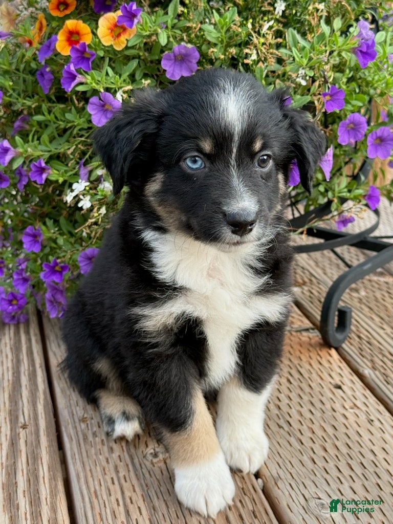 Miniature Australian Shepherd dogs Hooligan's Black Tri Male - Ad 2