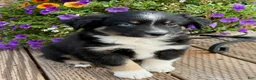 Miniature Australian Shepherd dogs for sale: Hooligan's Black Tri Male - Ad 2