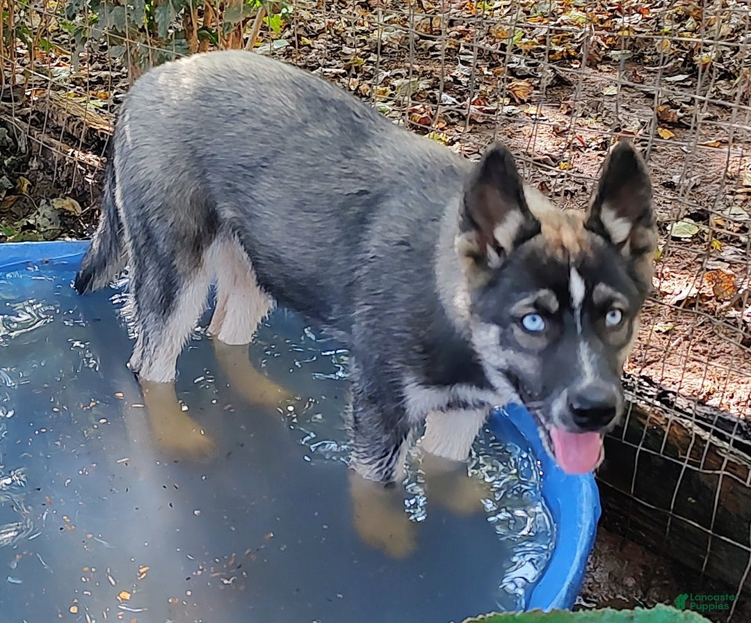 Siberian Husky dogs for sale: Siberian Husky Lyndy - Ad 6