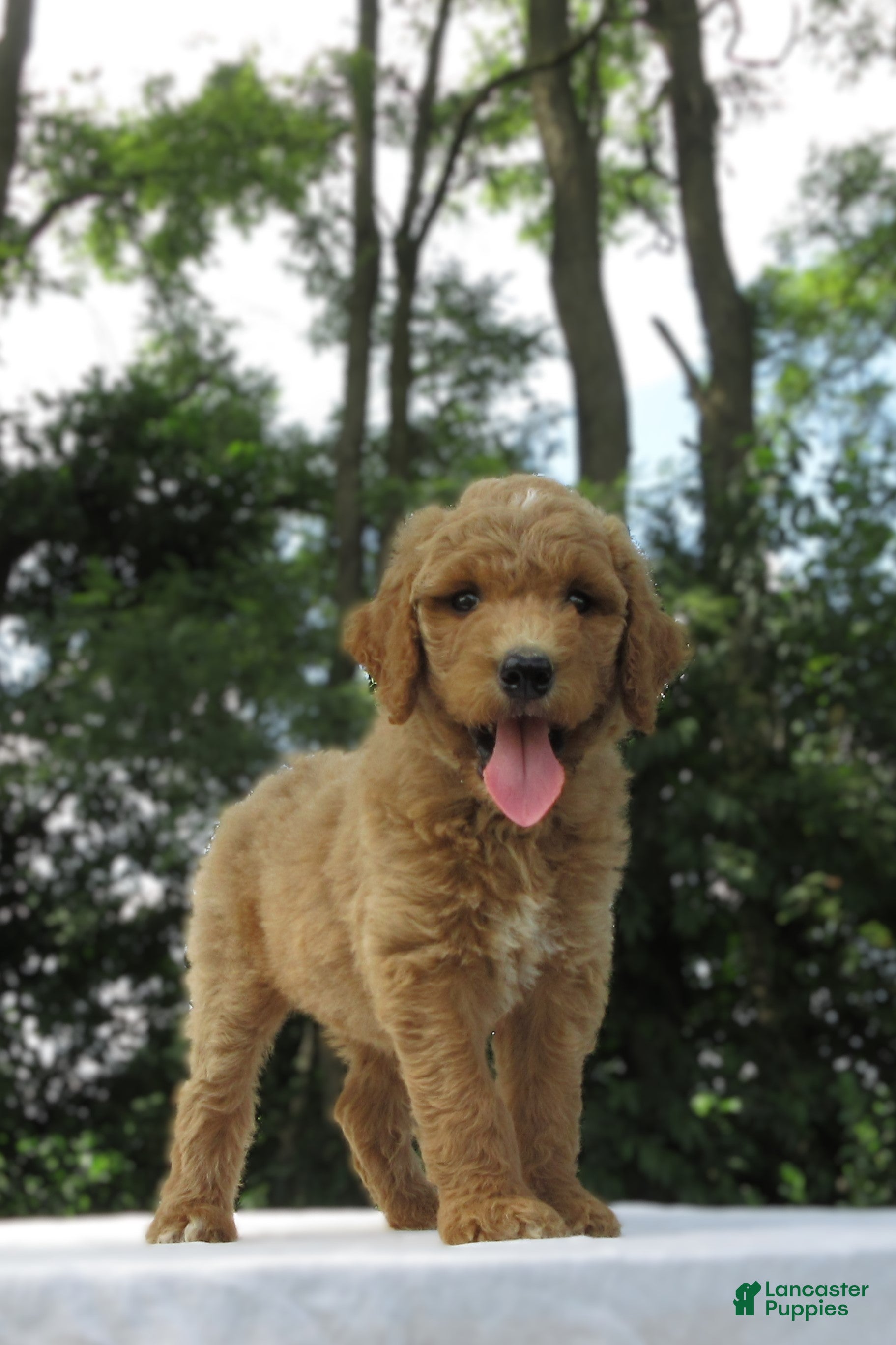 Goldendoodle dogs Sandy - Ad 2