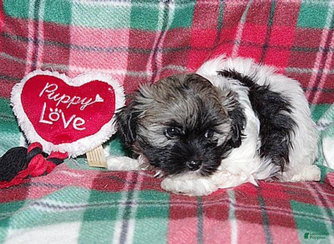 Havanese dogs for sale: Havanese Puppy 2 - Ad 3