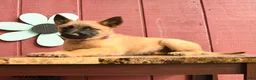 Belgian Malinois dogs for sale: Sparkle - Ad 4