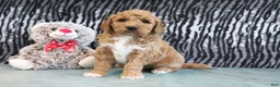 Mini Goldendoodle dogs for sale: Clinton - Ad 8