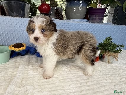 Aussiedoodle dogs Clover - Ad 2