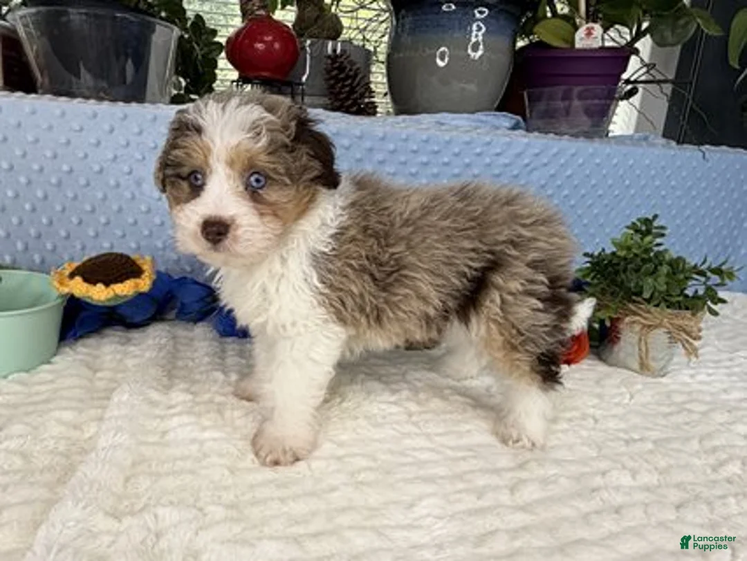 Aussiedoodle dogs for sale: Clover - Ad 2