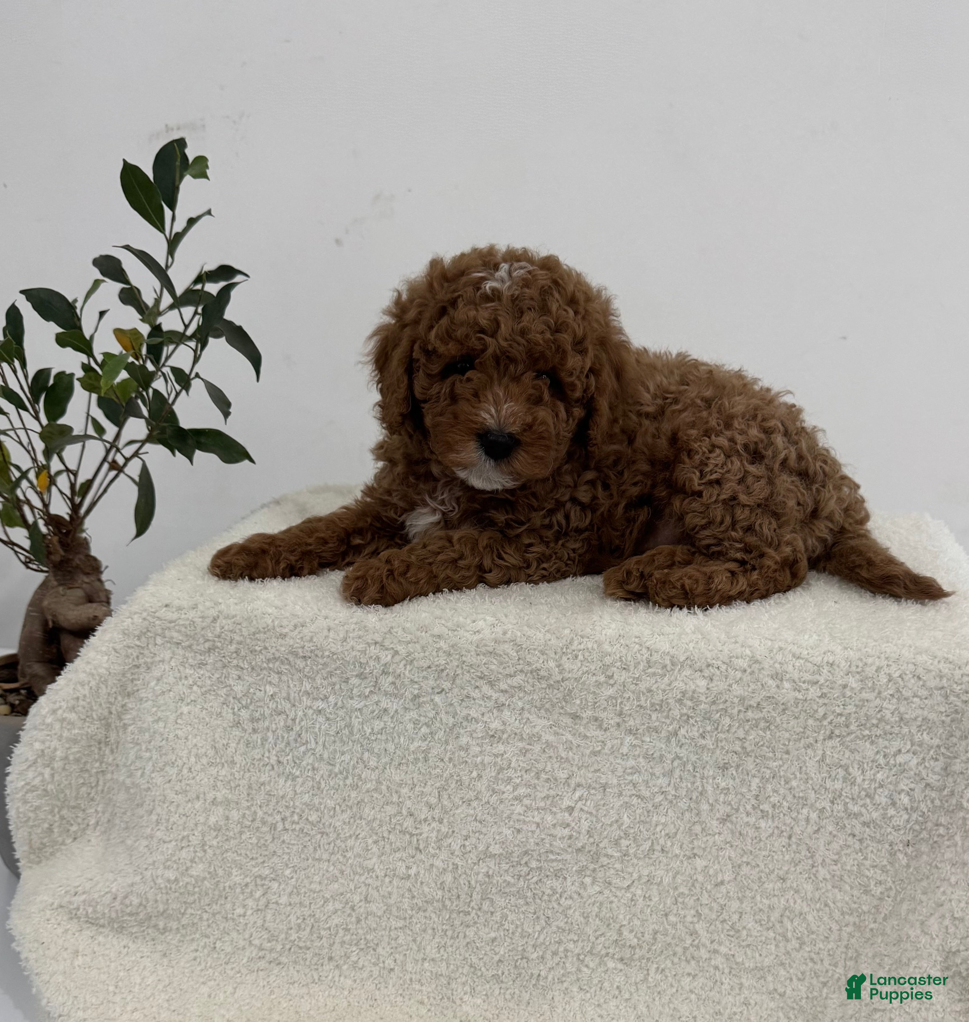 Mini Goldendoodle dogs Grey - Ad 1