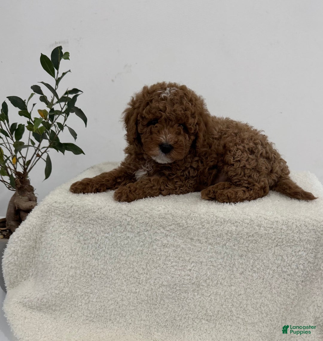 Mini Goldendoodle dogs for sale: Grey - Ad 1