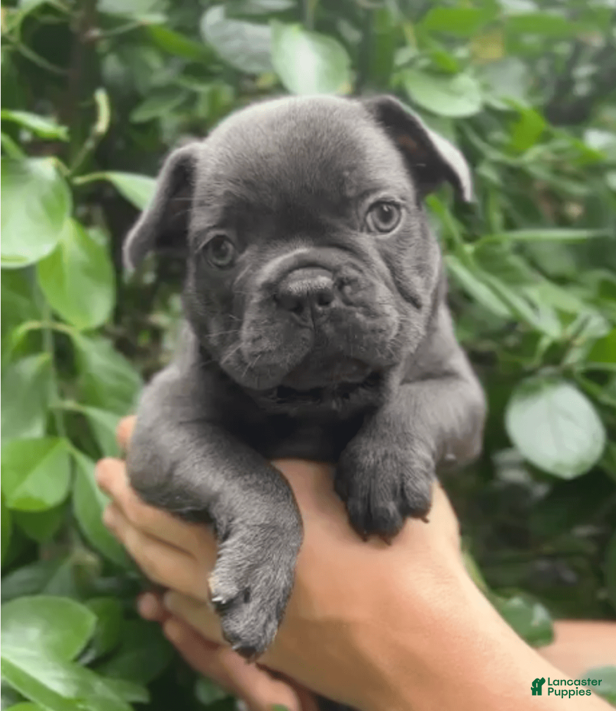 French Bulldog dogs Nazar - Ad 24