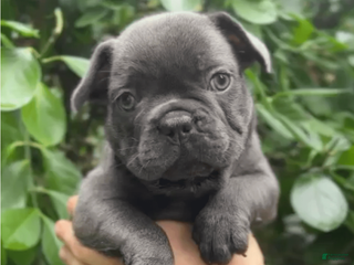 French Bulldog dogs Nazar - Ad 42