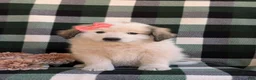 Mixed Breed dogs for sale: Morgan - Ad 3