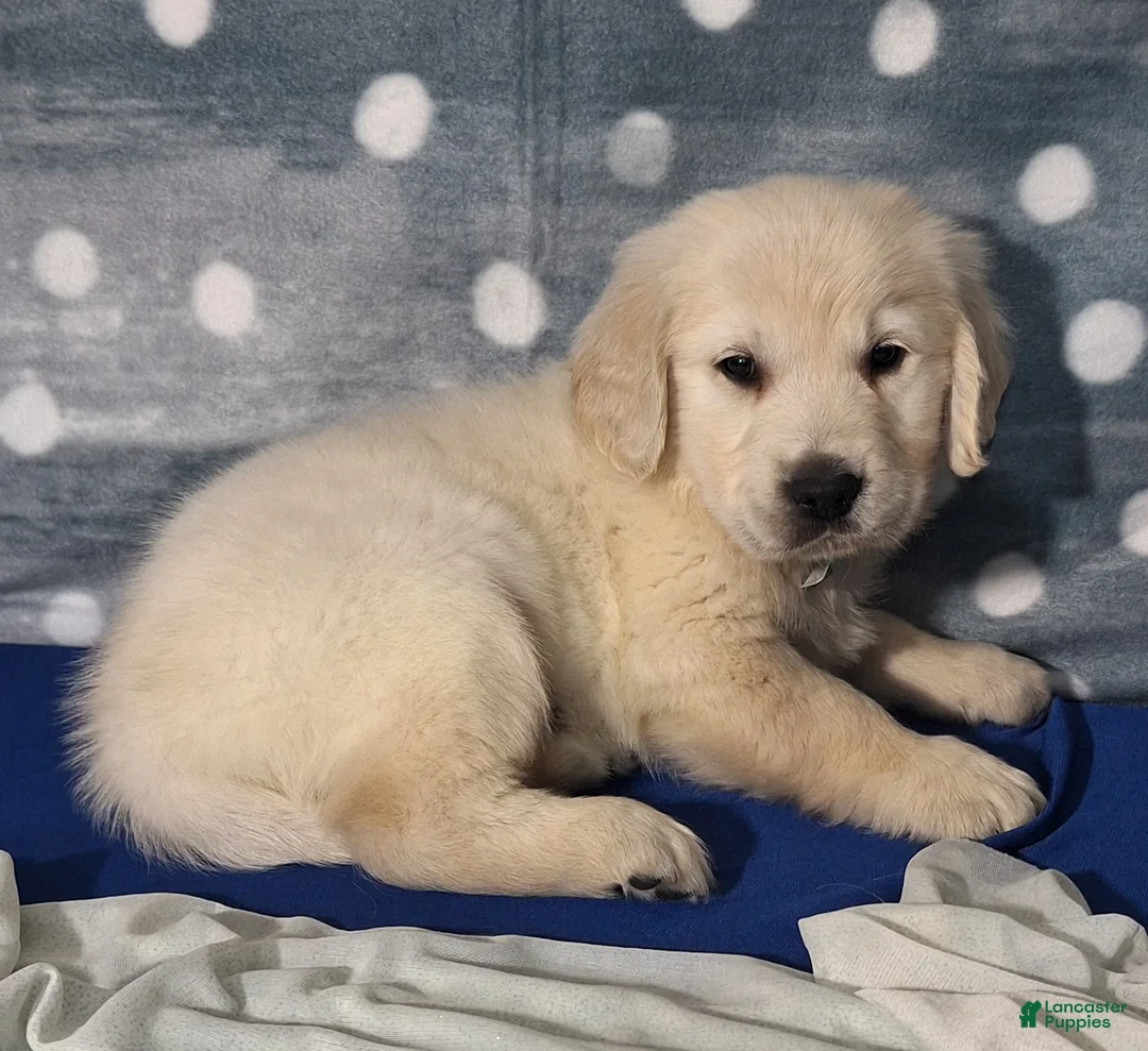 Golden Retriever dogs for sale: Jordan - Ad 1