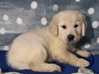 Golden Retriever dogs Jordan - Ad 33