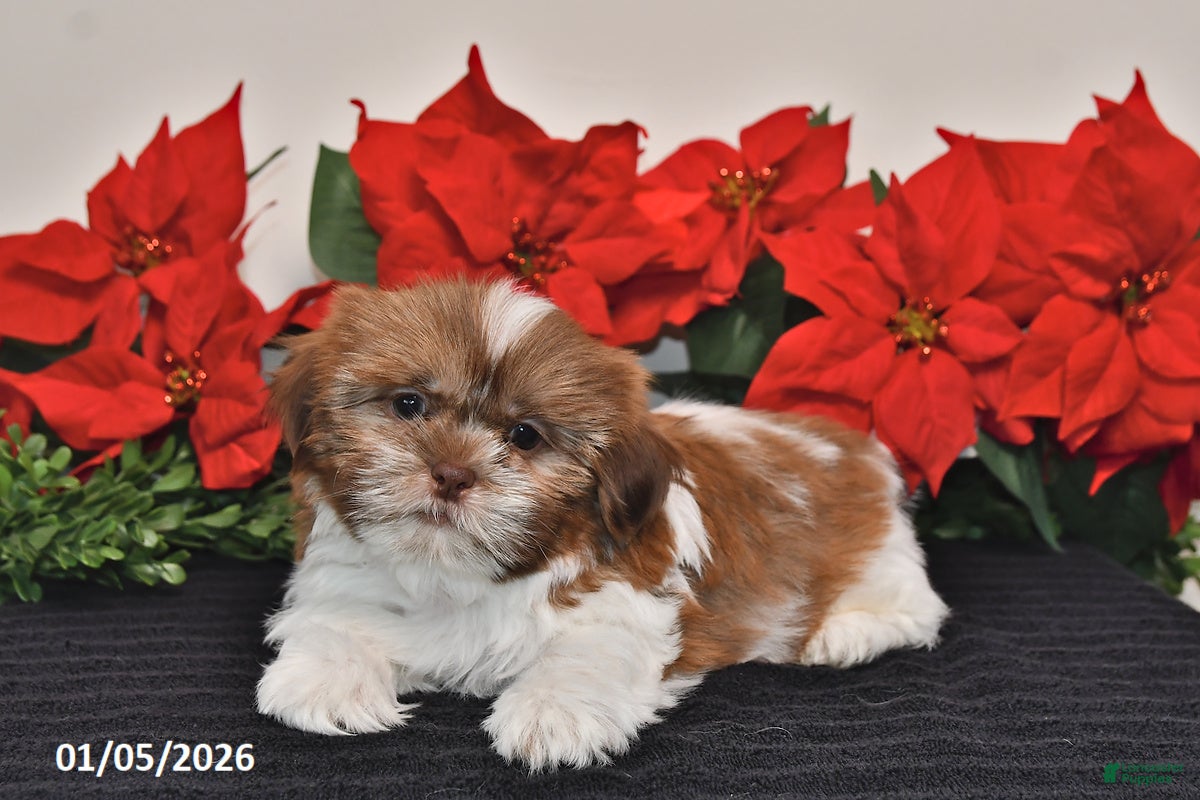 Shih Tzu dogs Rascal - Ad 14