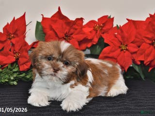 Shih Tzu dogs Rascal - Ad 18
