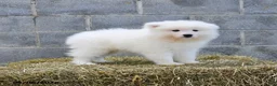 Samoyed dogs for sale: Crystal - Ad 3
