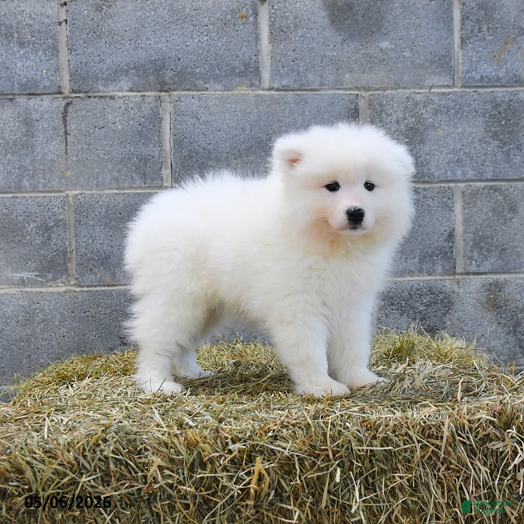 Samoyed dogs for sale: Crystal - Ad 3